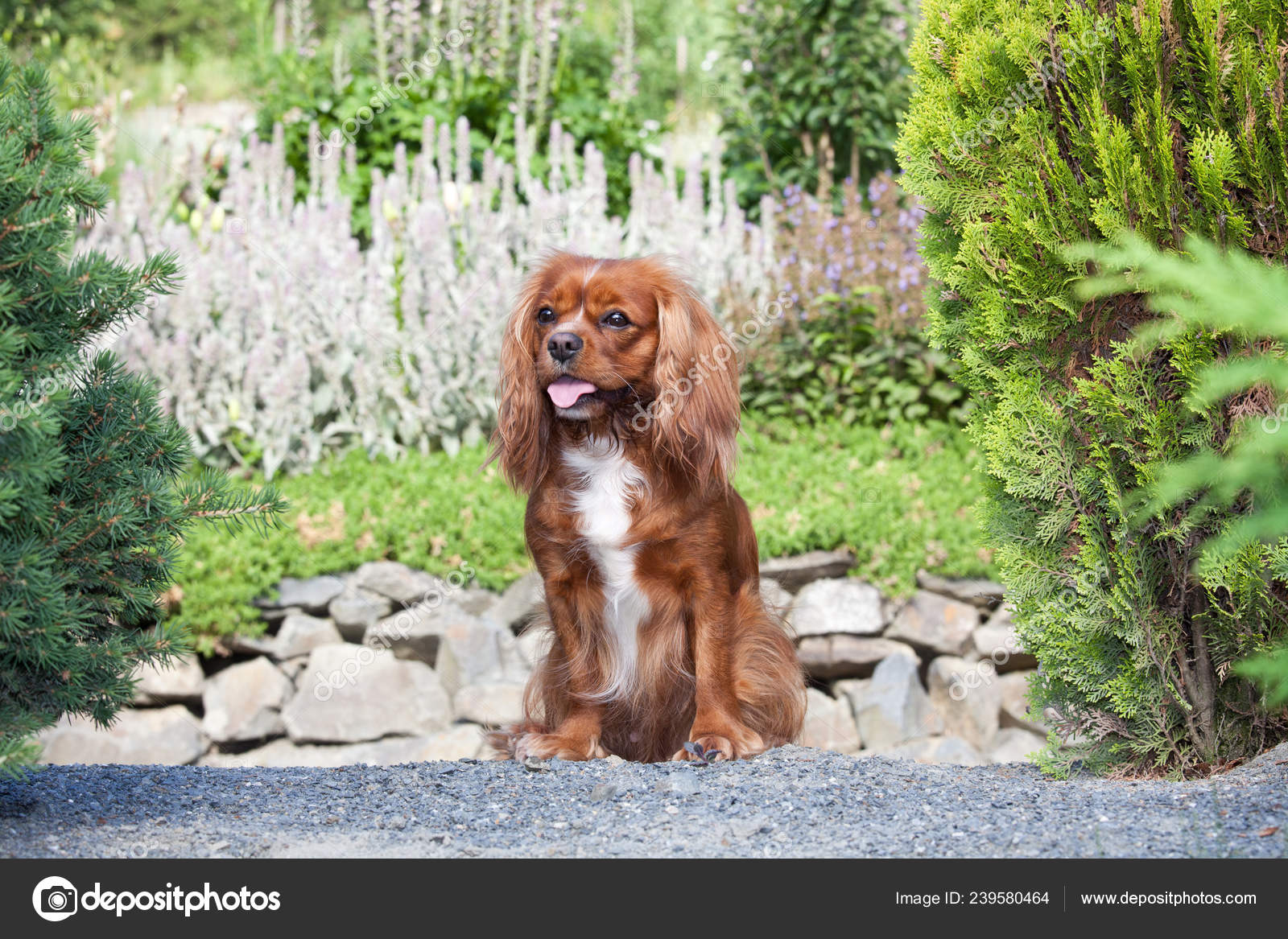 キャバリアキングチャールズスパニエル写真素材 ロイヤリティフリーキャバリアキングチャールズスパニエル画像 Depositphotos