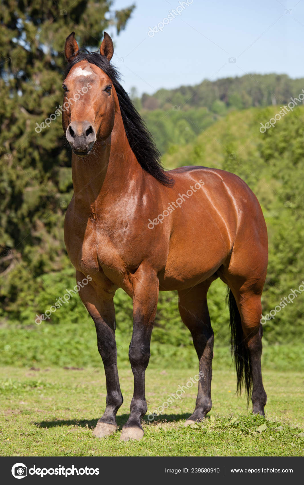 bay american quarter horse