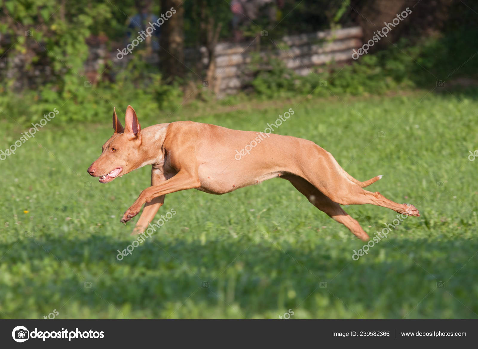 Running hound sales