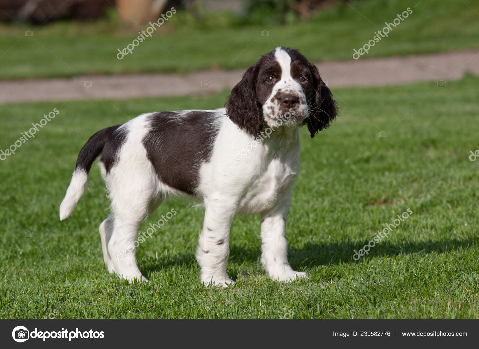 Portrait Nice Puppy English Springer Spaniel Stock Photo by ©Lenkadan  239582776