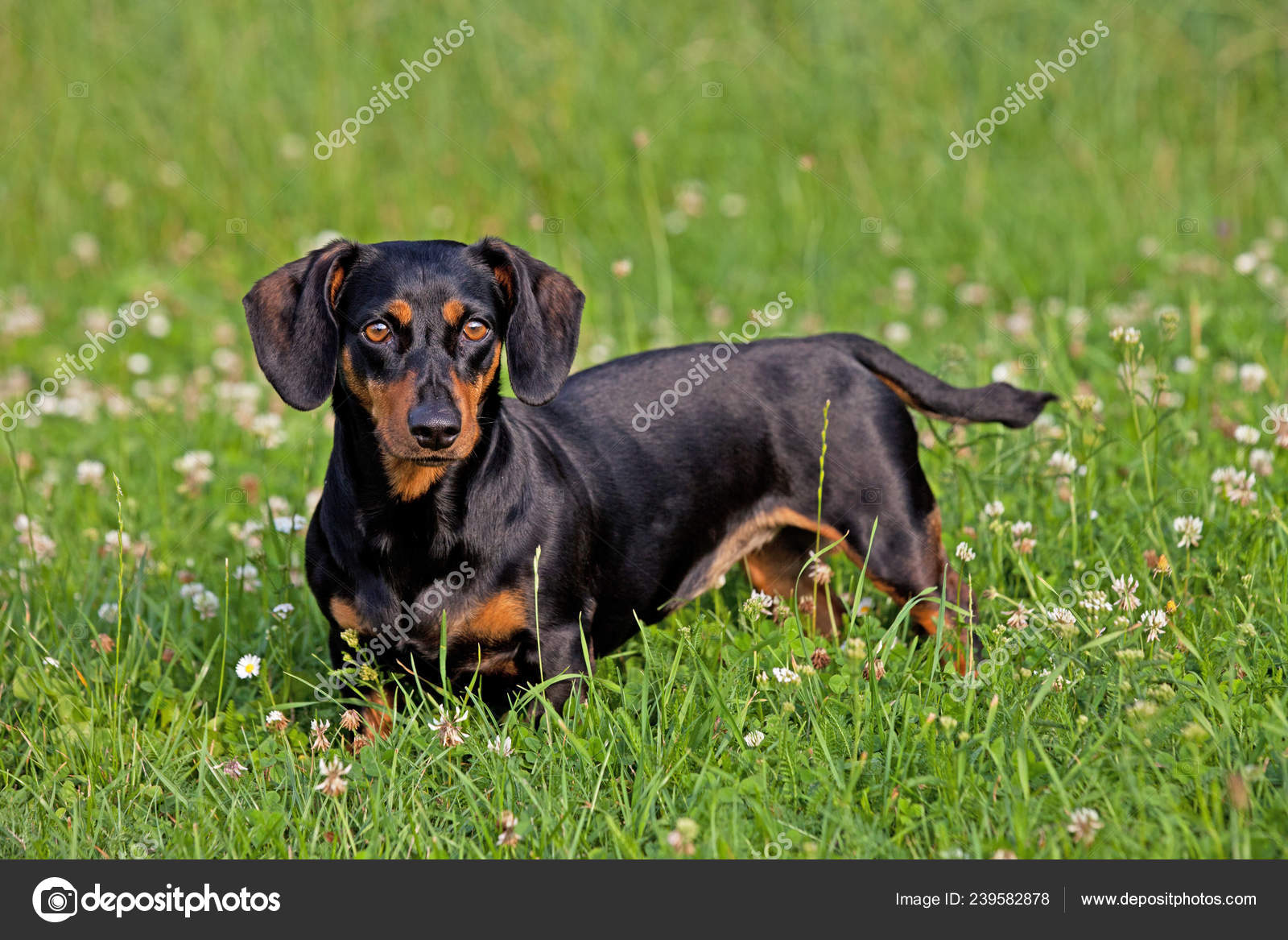 Portrait Black Tan Dachshund Dog Stock Photo C Lenkadan 239582878