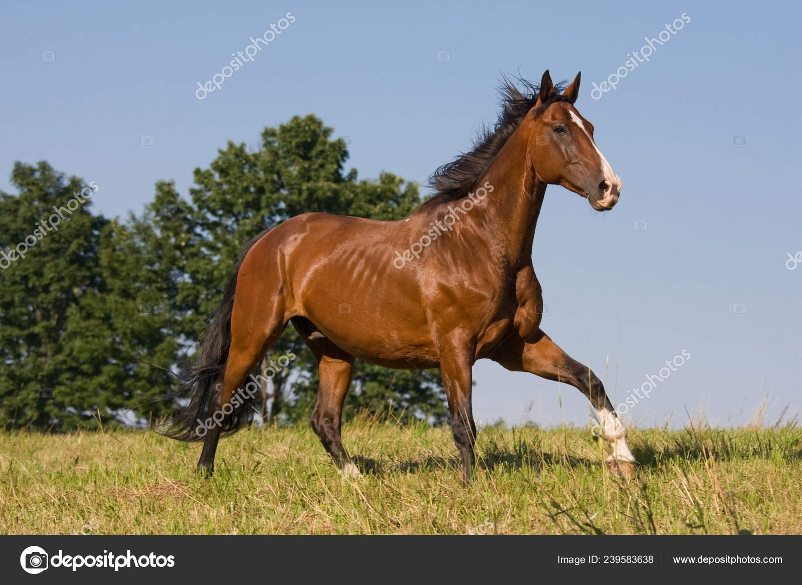 Brown Horse Running Meadow Stock Photo Image By C Lenkadan Brown Horse Running Meadow Stock Photo Image By C Lenkadan