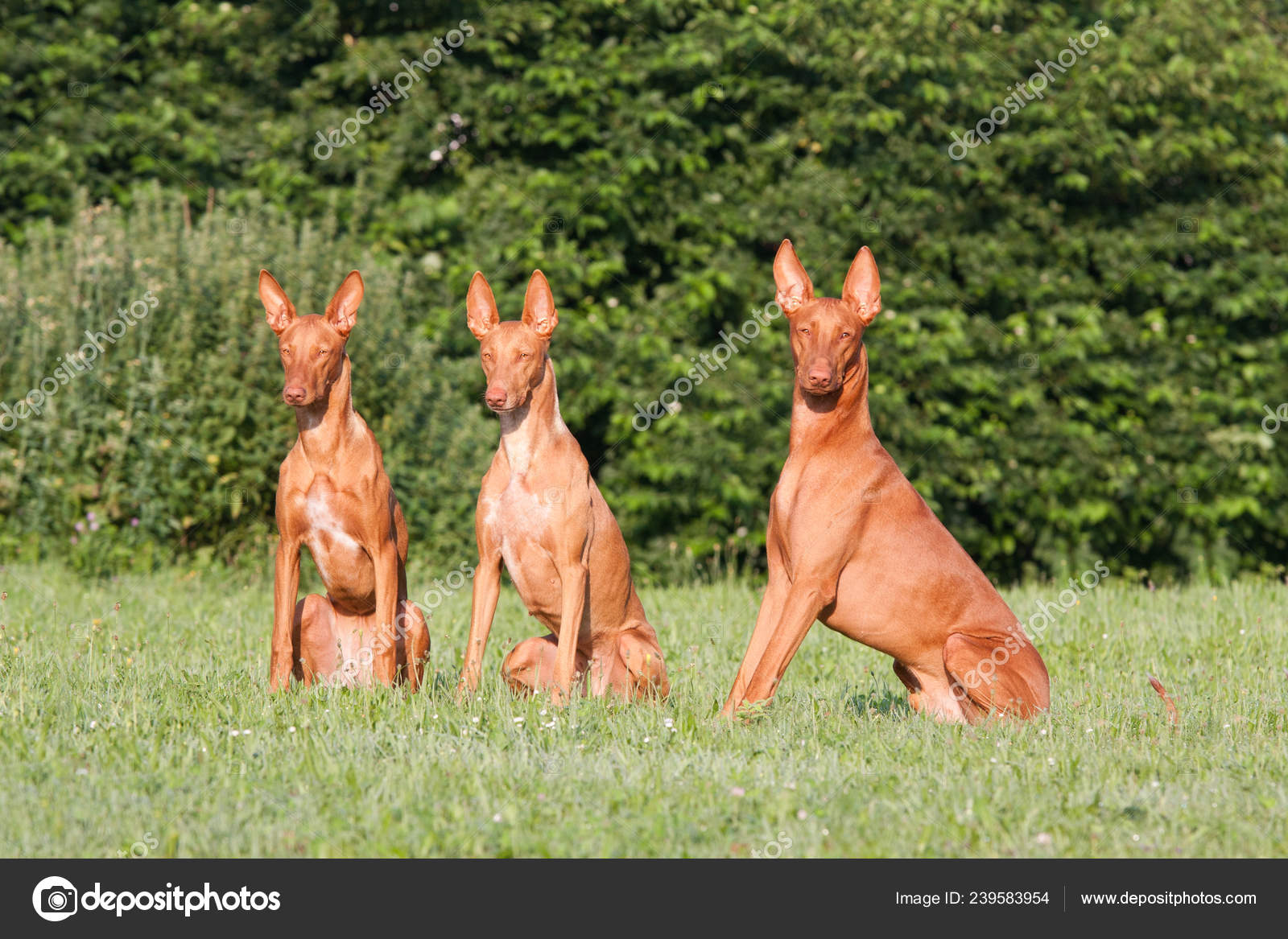 Animal Egyptian Pharaoh Hound Puppies Pharaoh Hound Red Dog Puppy