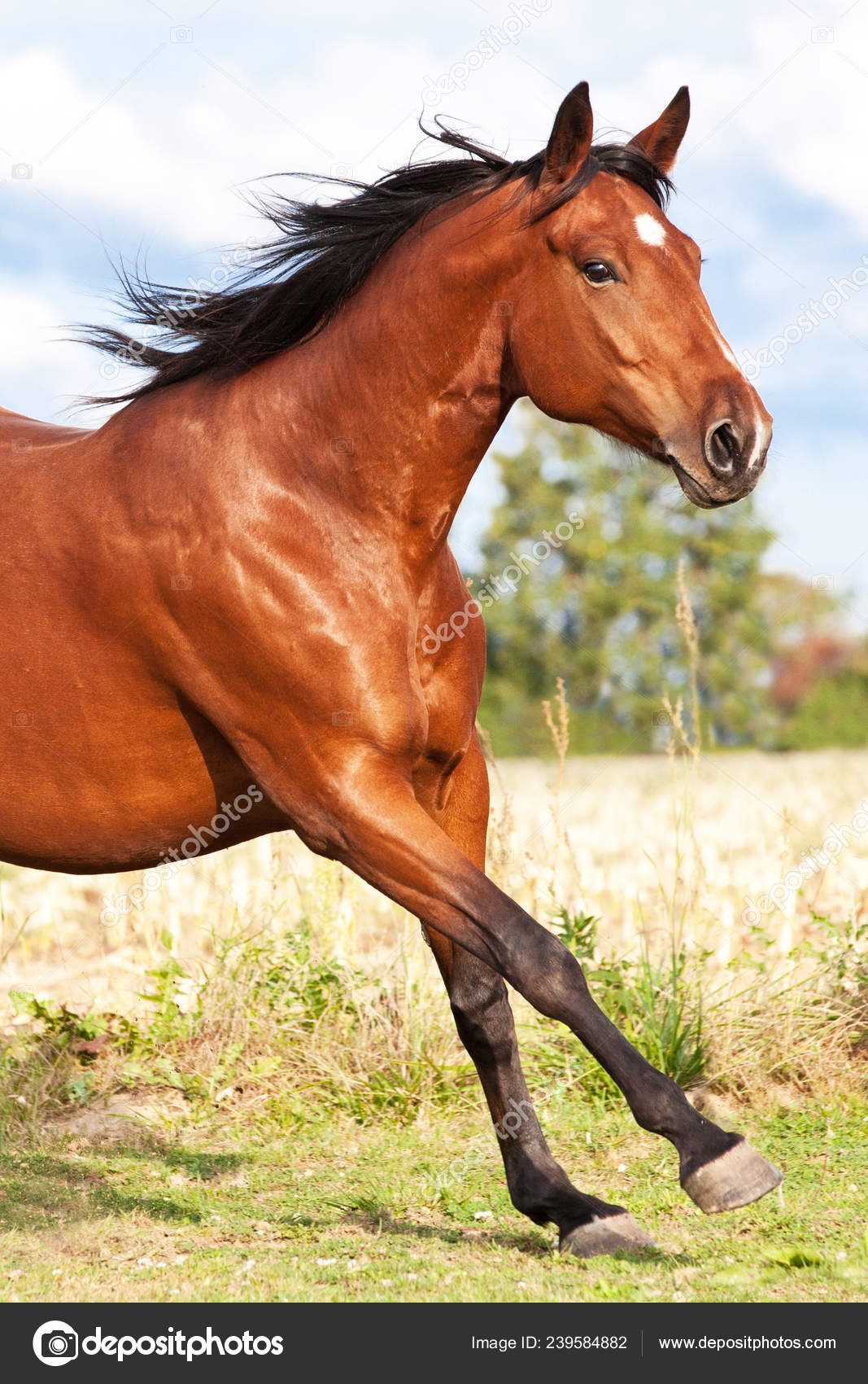Nice Brown Horse Running Pasture Summer Stock Photo Image By C Lenkadan Nice Brown Horse Running Pasture Summer Stock Photo Image By C Lenkadan