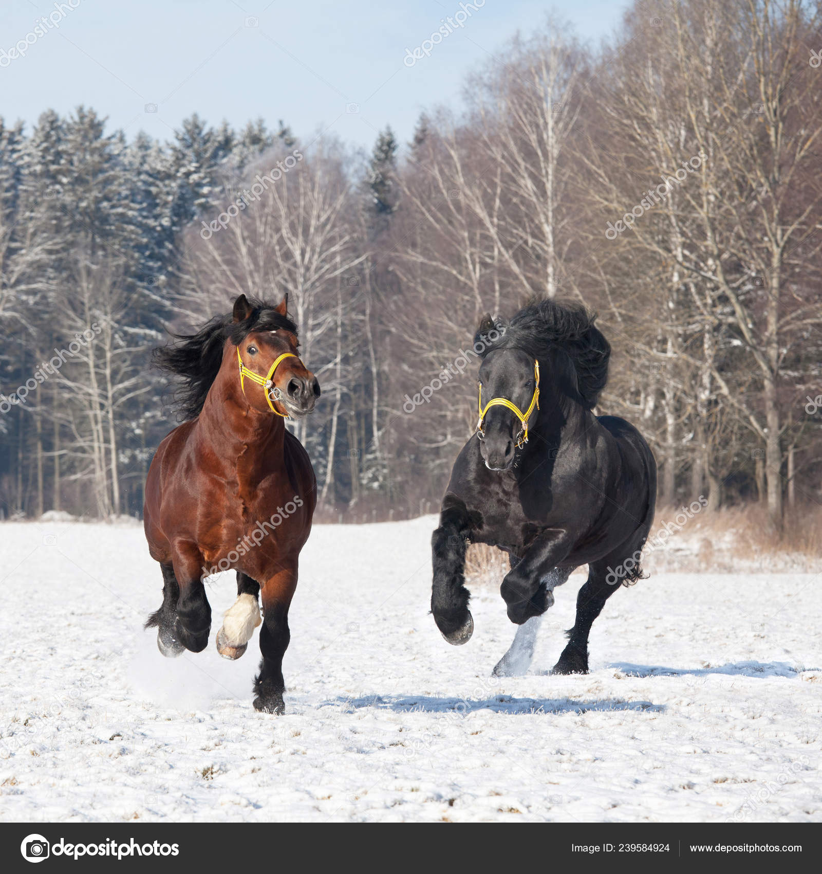 Mitt liv på fjellet med hesten min | TikTok, image size:1600x1700