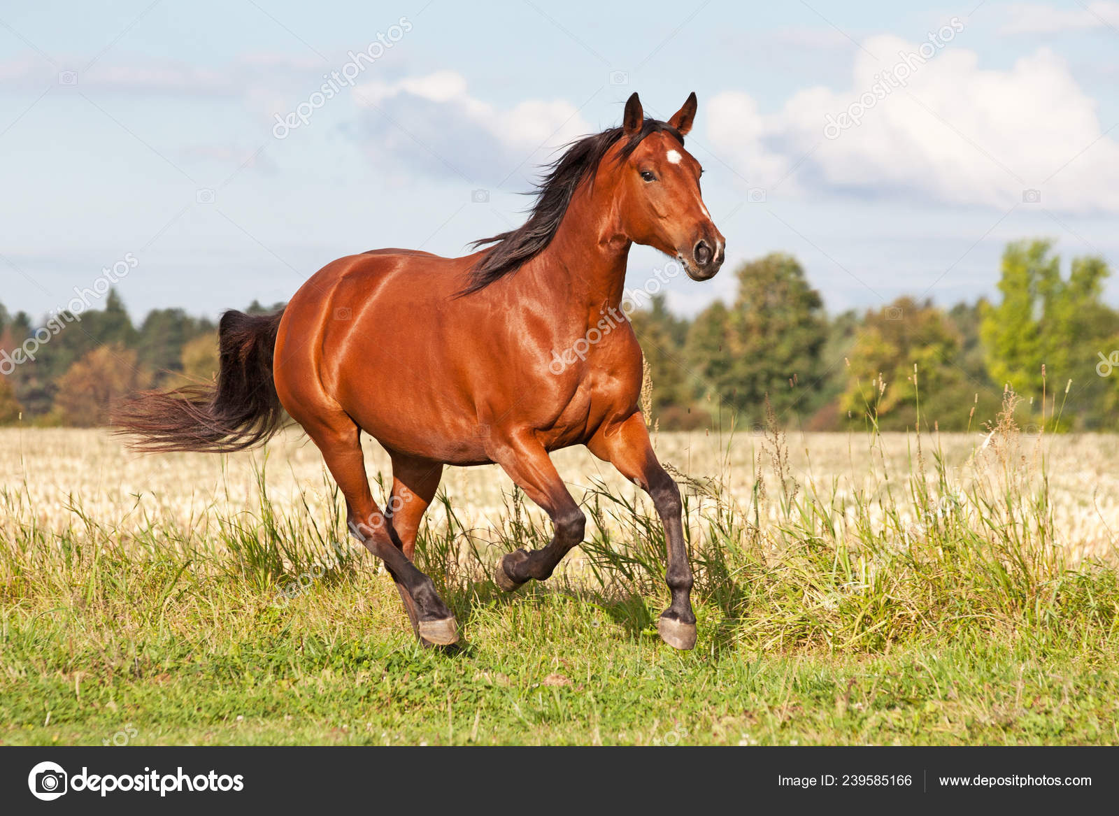 Um cavalo marrom está correndo com a palavra cavalo na frente