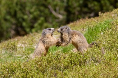 Two marmots fighting for territory