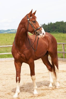 Güzel sıcak kanlı at portresi
