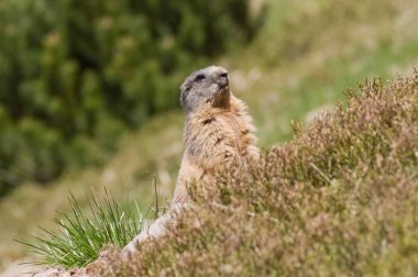 Portre seyir ve dağ sıçanı poz