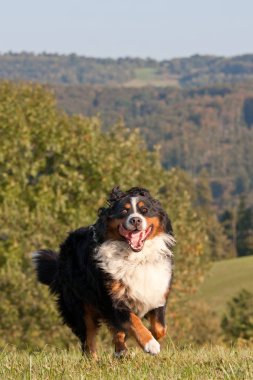Mutlu bernese dağ köpeği çalışan