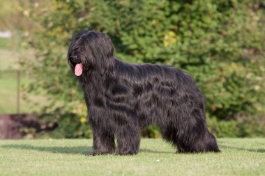 Güzel Brie çoban köpeği portresi