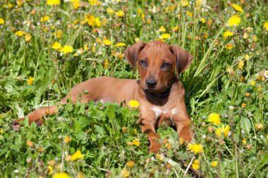 Güzel rodos sırt portresi