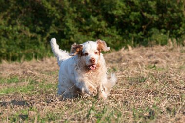Nice clumber spaniel running