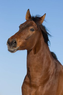 güzel kahverengi at portresi