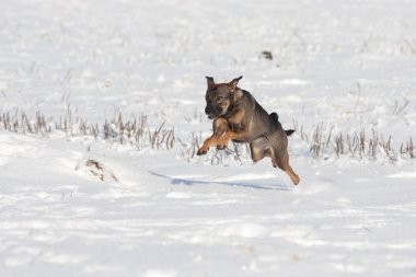 Çalışan güzel mutlu köpek