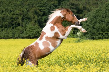 Nice paint horse in colza field