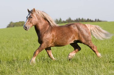 Büyük güzel at koşma 