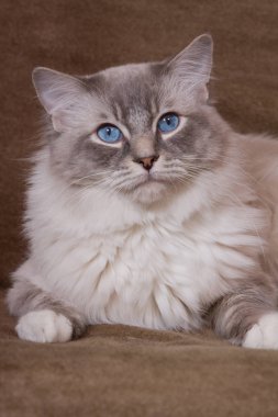 Güzel kedi kahverengi zemin üzerine portresi