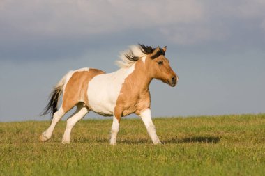 Nice pony running on meadow clipart