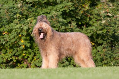 Güzel Brie çoban köpeği portresi
