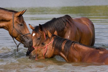 Suda üç kahverengi at