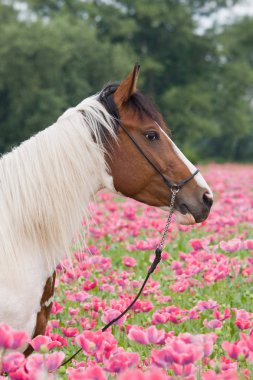 Haşhaş alanında güzel at portresi 