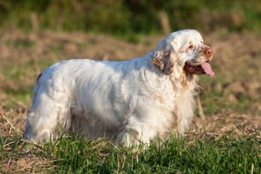 Güzel clumber spaniel portresi