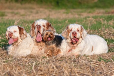 Clumber spaniel yorkshite terrier ile