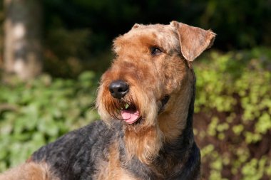 Güzel airedale terrier portresi