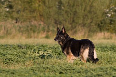Alman çoban çayır üzerinde