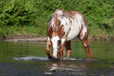 Güzel boya at bir nehir