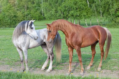 iki güzel Arap atı portresi