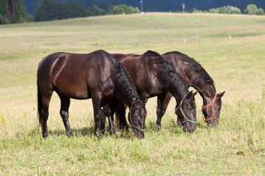 Güzel siyah kladrubian atları portresi