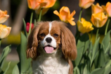 Sevgili Şövalye Kral Charles Spaniel 'in portresi