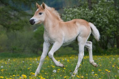 Güzel haflinger midilli tayı çalıştıran
