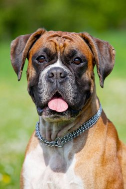 Güzel Alman boksör portresi