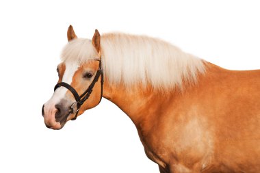 Portrait of nice haflinger horse on white background