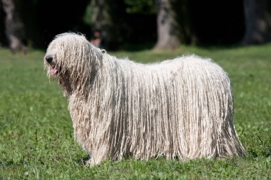 Parkta poz Komondor (Macar çoban köpeği)