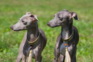 Portrait of nice Italian Greyhound
