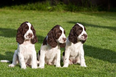 Güzel kukla - İngiliz springer spaniel portresi
