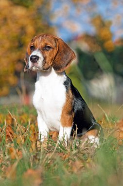 Güzel beagle portresi