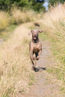 Weimaraner köpek çalışan portre
