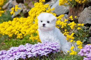 Güzel genç Malta köpek portresi