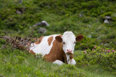 Güzel buzağı çayır on dinlenme
