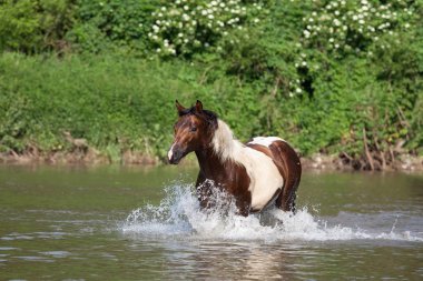Güzel boya at koşma