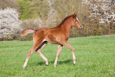 Otlakta çalışan güzel küçük arap tayı