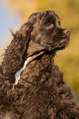 Autumn portrait of nice american cocker spaniel