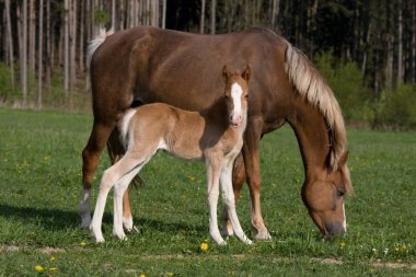 Pony mare with little foal clipart