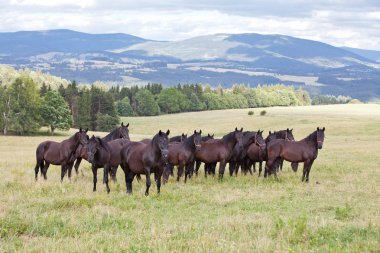 Sürüyü siyah kladrubian atları portresi