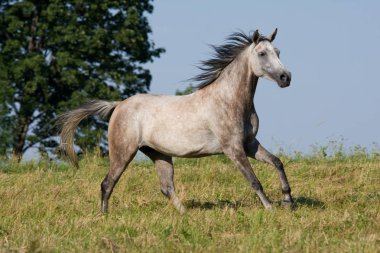 White horse çayır üzerinde çalışan